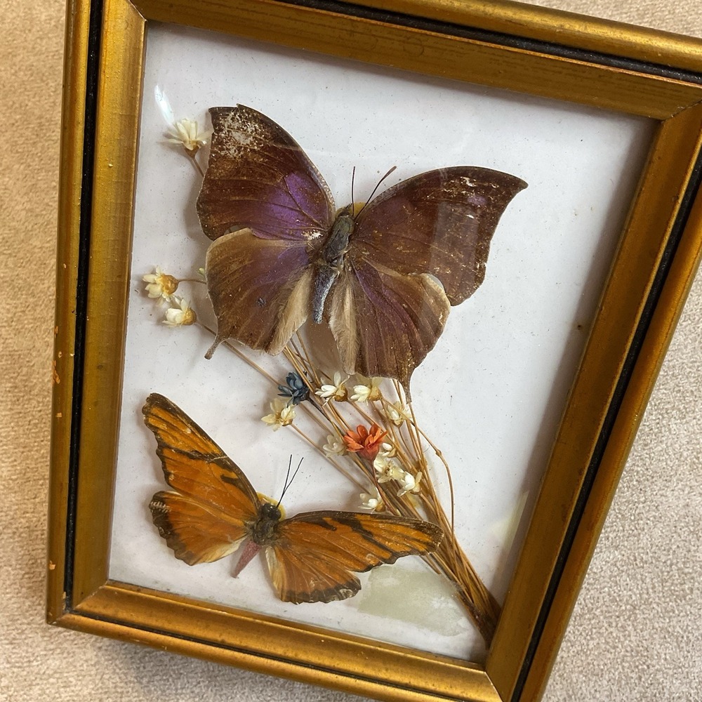 Real Butterfly Specimen Display Taxidermy‎ Wood Frame Glass Shadow Box Vintage